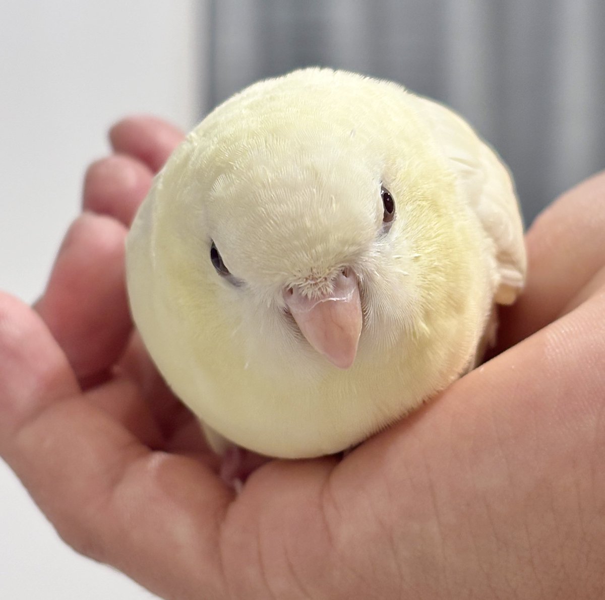 はんぺん (@hangpeng777) / Posts / X