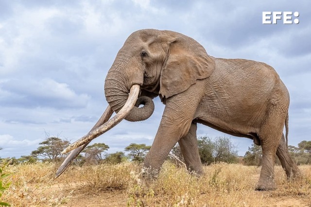 EFEafrica's tweet photo. El emblemático Craig, uno de los últimos "super tuskers" de África, como se conoce a los elefantes machos de colmillos gigantes, falleció en las primeras horas de este sábado a la edad de 54 años en el parque nacional de Amboseli, confirma el Servicio de Vida Silvestre de Kenia. https://t.co/vVALVokxIT