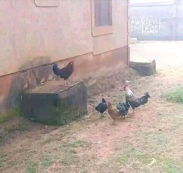 Having poor quality thighs saved us