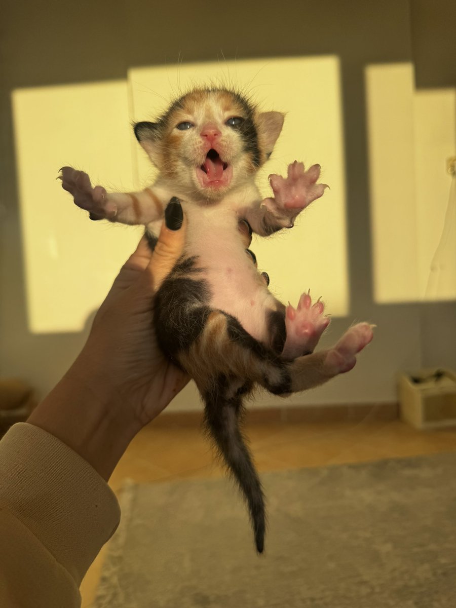 Drama queen bebeler için rezervasyon açılmıştır. 
Şubat başında yuvalarına gidebilecekler.
istanbul’dayız