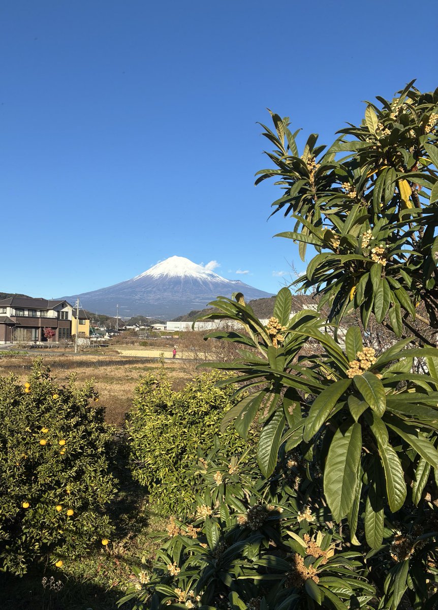 ことよろの　炬燵でアイス　今日の富士
