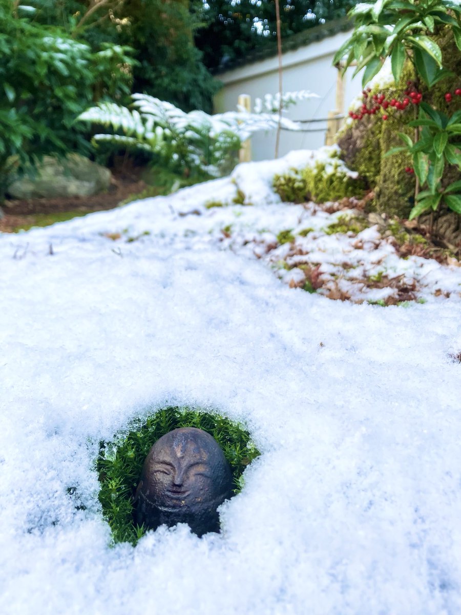 雪の中からこんにちは❄️