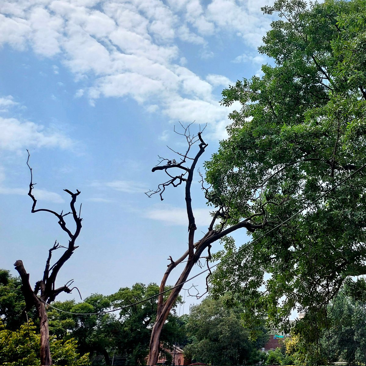 Post a picture taken with your phone.