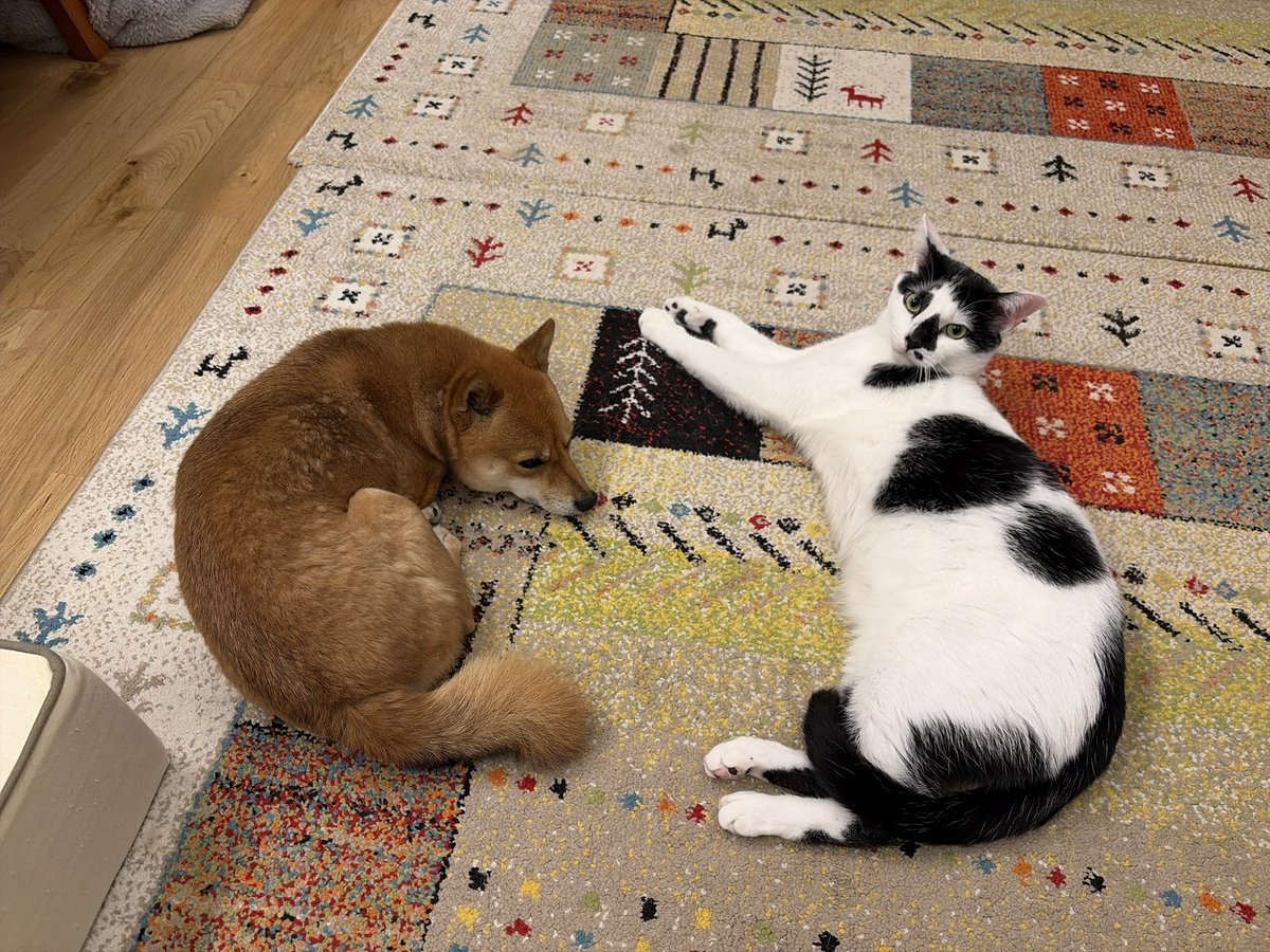 ちょこさん@よりめのはちくん。のママ (@chocosan_yorime) / Posts / X