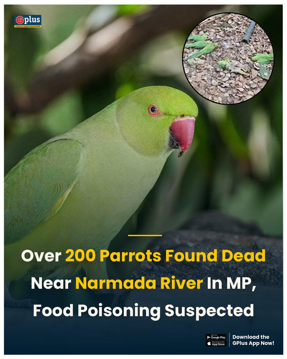 guwahatiplus's tweet image. NEWS | More than 200 parrots were discovered dead along the #Narmada River bank near Badwah in #MadhyaPradesh’s Khargone district, officials said. Early findings indicate that the birds died due to serious food poisoning.

Authorities believe the parrots may have eaten harmful