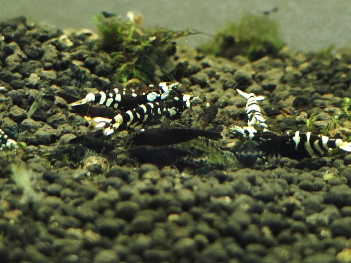 untaebi's tweet image. あけましておめでとうございます。
今年も🦐活🌿活ともに楽しんで行きたいと思います😉
今朝届いたティアブルーがばちくそ綺麗でオレ歓喜🥳