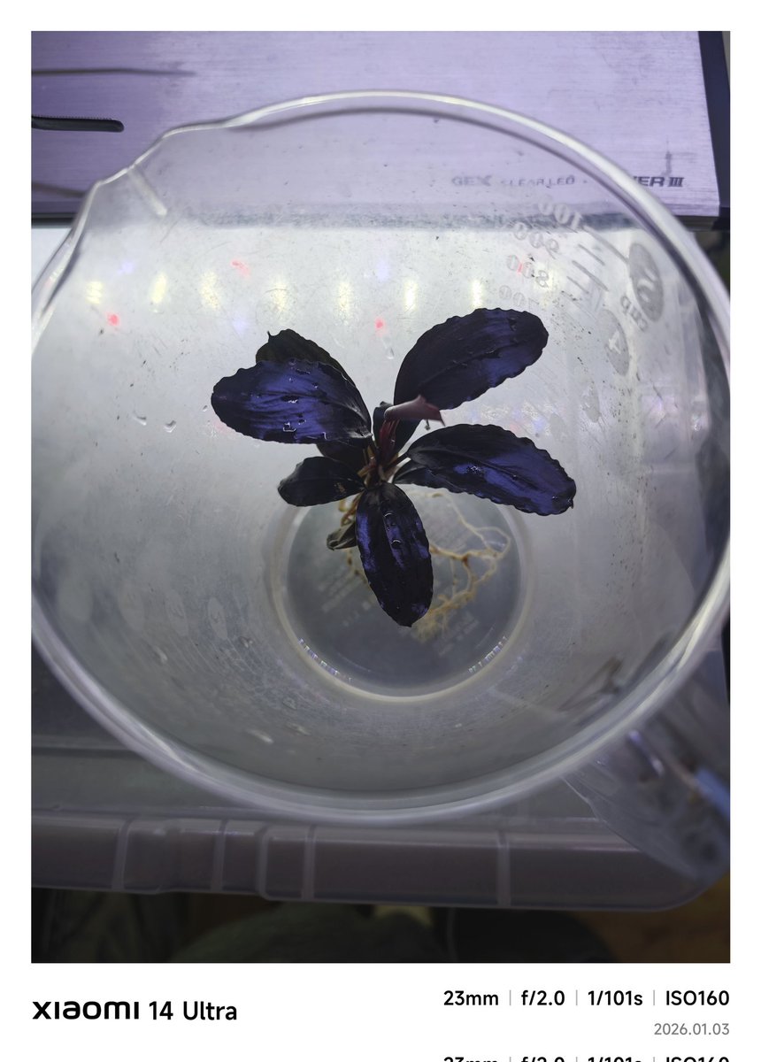 untaebi's tweet image. あけましておめでとうございます。
今年も🦐活🌿活ともに楽しんで行きたいと思います😉
今朝届いたティアブルーがばちくそ綺麗でオレ歓喜🥳