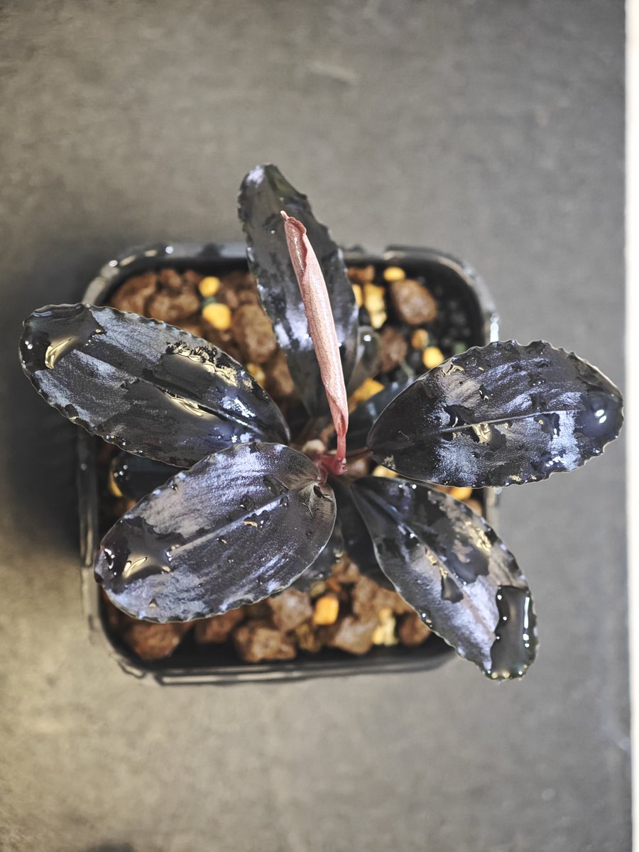 untaebi's tweet image. あけましておめでとうございます。
今年も🦐活🌿活ともに楽しんで行きたいと思います😉
今朝届いたティアブルーがばちくそ綺麗でオレ歓喜🥳