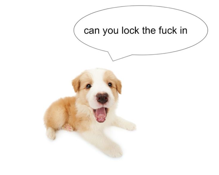 caninepoetry (@caninepoetry_) on Twitter photo 