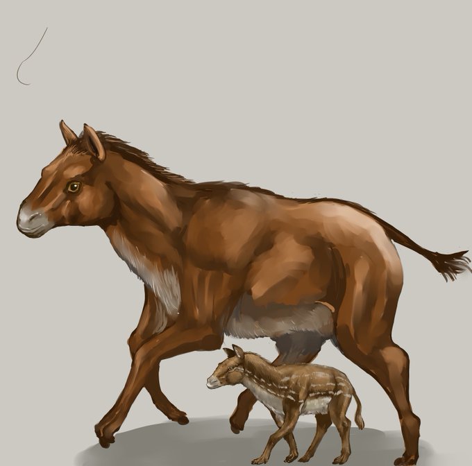 メソヒップス(肩高60㎝)とシフルヒップス(肩高20㎝)。メソヒップスが生きた漸新世は寒冷化が起きイネ科の草本生植物が植生を占有する地勢いわゆる"草原"が史上初めて広がりました。そこに進出したウマ科動物は速く疾走する動物になっていきます。 