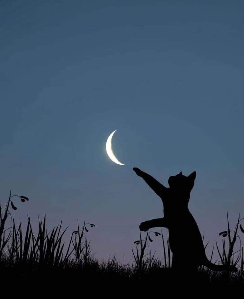 MOON (@dailymoonx) on Twitter photo 