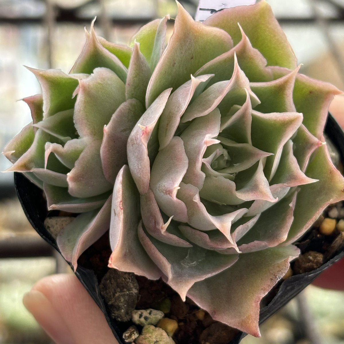 昨日の寒さで、ダメになった子が少しだけで、耐えてくれてありがとうの気持ち🙏🏻´-

シムランスラグナサンチェス🪷
ケーレス撒いて出てきた子の中でも、素敵だなぁって思って、増やしたいし、親にしたい子✧*｡
増やすが先か、大きくするのが先か、いつも迷ってしまって、結局同時にしてしまう😳