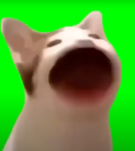 猫ミーム The daily life of an expert latecomer #catmeme #catmani [slow