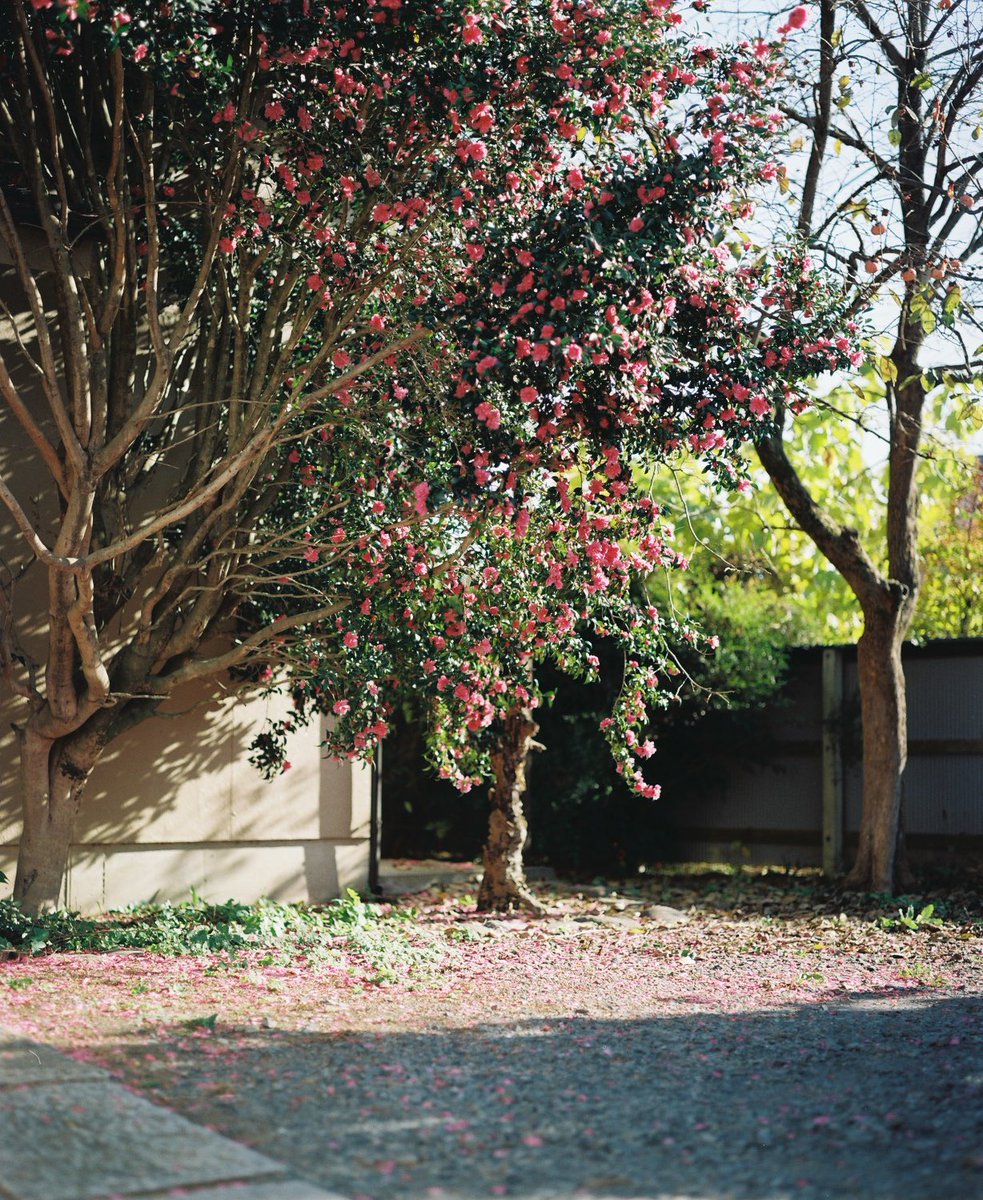 わだち tweet media