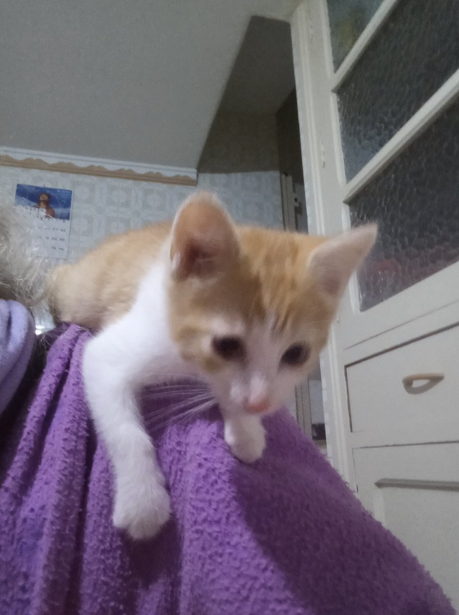 Bon dia amigues i amics, amunt ☕😽💖🍀🌸🐾☃️🌧️