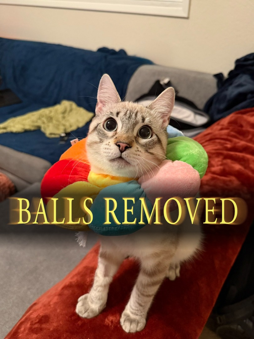 WalterBestBoy's tweet image. 