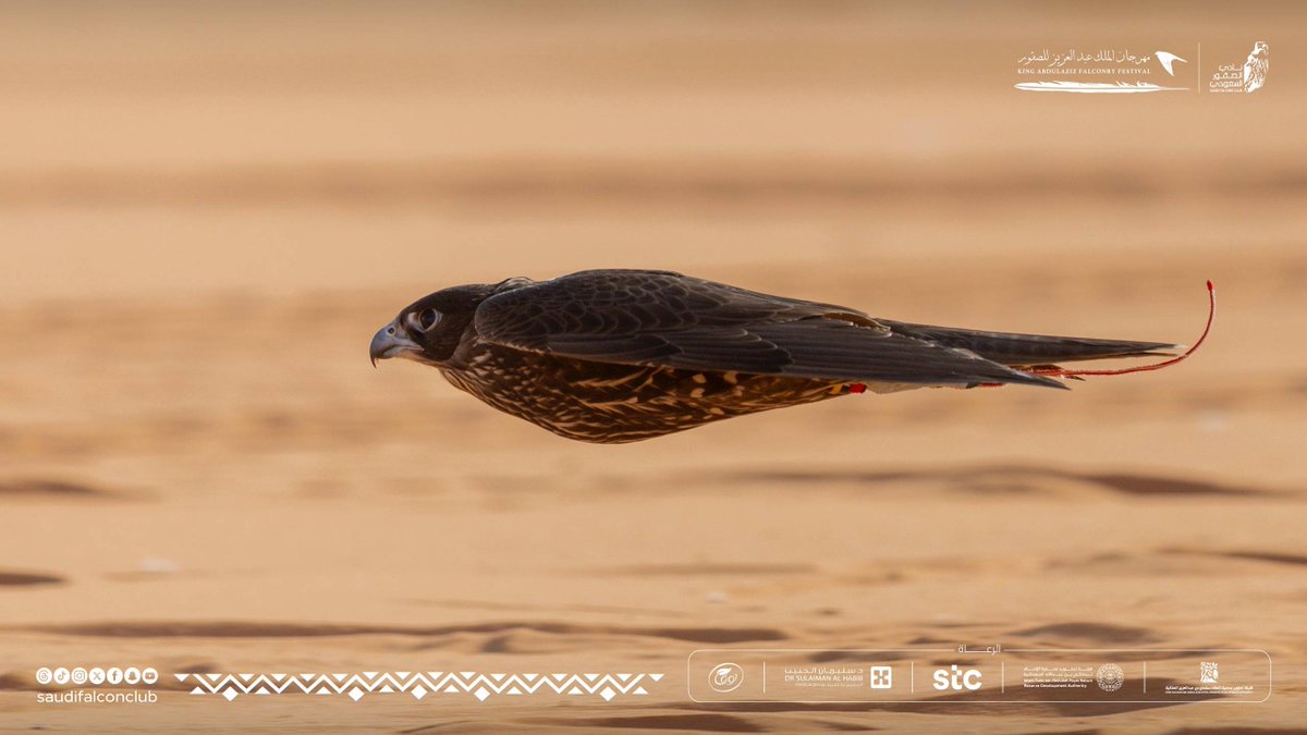SaudiFalconClub's tweet image. خمّن نوع الطائرة المشابهه ؟ 

مهرجان الملك عبدالعزيز للصقور 2025 🇸🇦 
نادي الصقور السعودي 𓅃