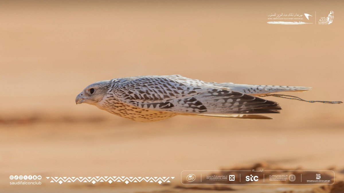 SaudiFalconClub's tweet image. خمّن نوع الطائرة المشابهه ؟ 

مهرجان الملك عبدالعزيز للصقور 2025 🇸🇦 
نادي الصقور السعودي 𓅃