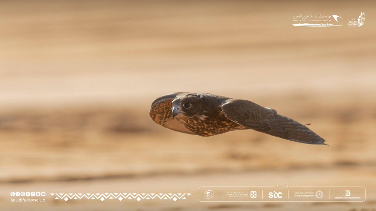 SaudiFalconClub's tweet image. خمّن نوع الطائرة المشابهه ؟ 

مهرجان الملك عبدالعزيز للصقور 2025 🇸🇦 
نادي الصقور السعودي 𓅃