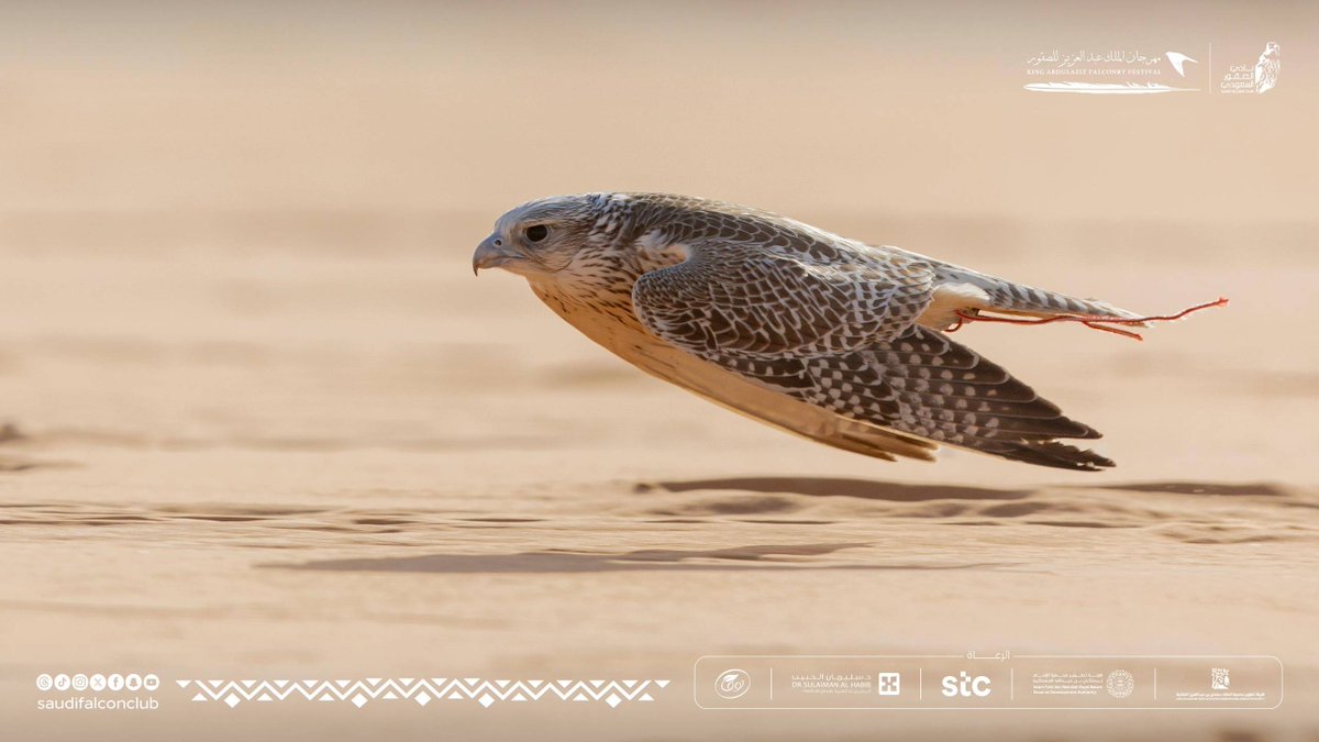 SaudiFalconClub's tweet image. خمّن نوع الطائرة المشابهه ؟ 

مهرجان الملك عبدالعزيز للصقور 2025 🇸🇦 
نادي الصقور السعودي 𓅃