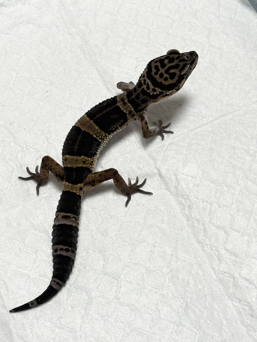 まっちゃん@T33 tweet media