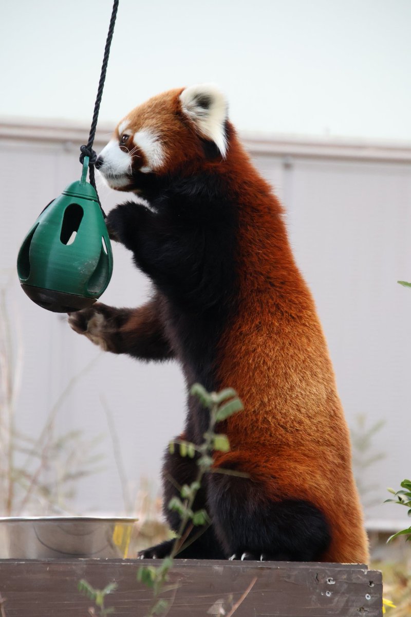 パンチングマシーン🥊 #到津の森公園 #シセンレッサーパンダ #アシタバ