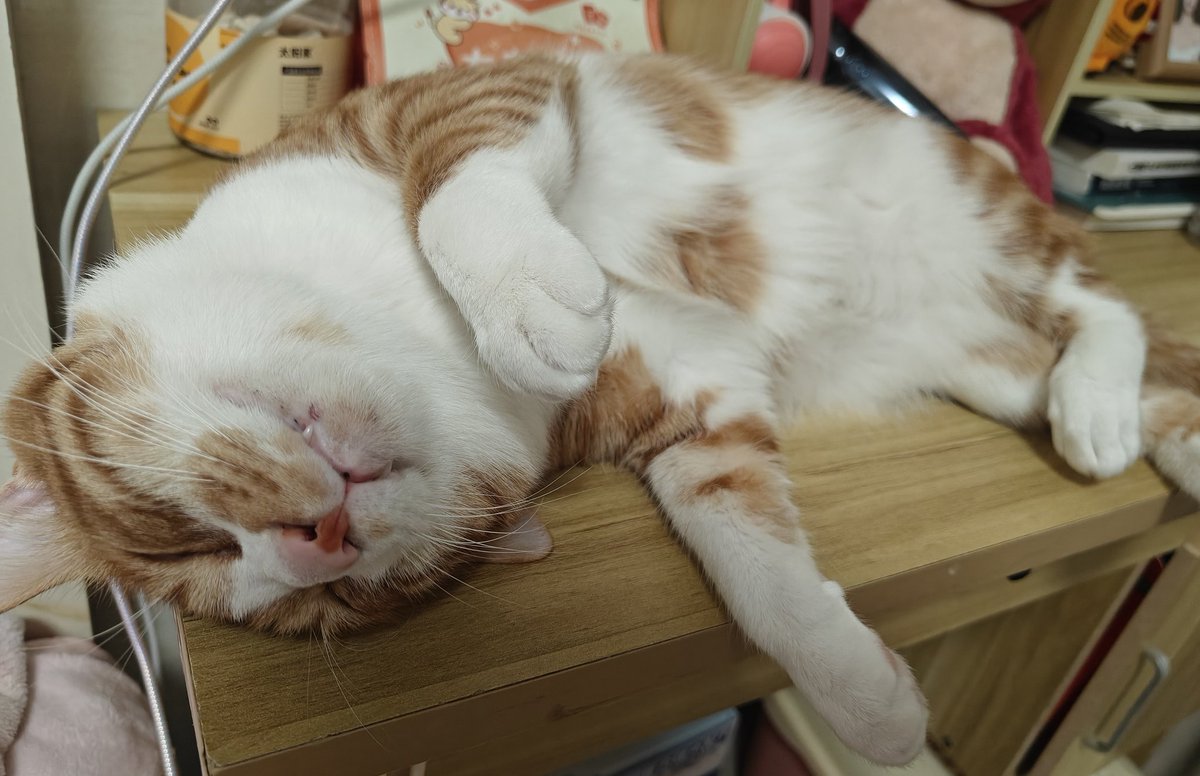 Freedomshackle's tweet photo. 小猫会有什么烦恼呢？ https://t.co/KN2xrbHKMv