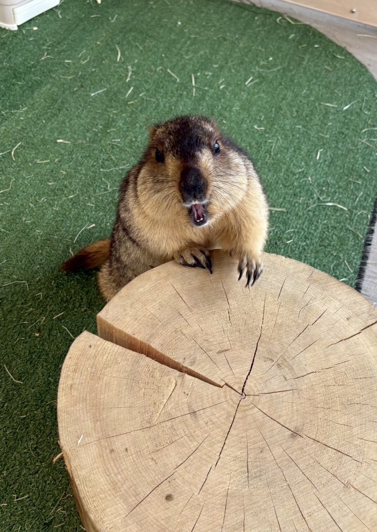 Vermouth♡ページ Looking into it