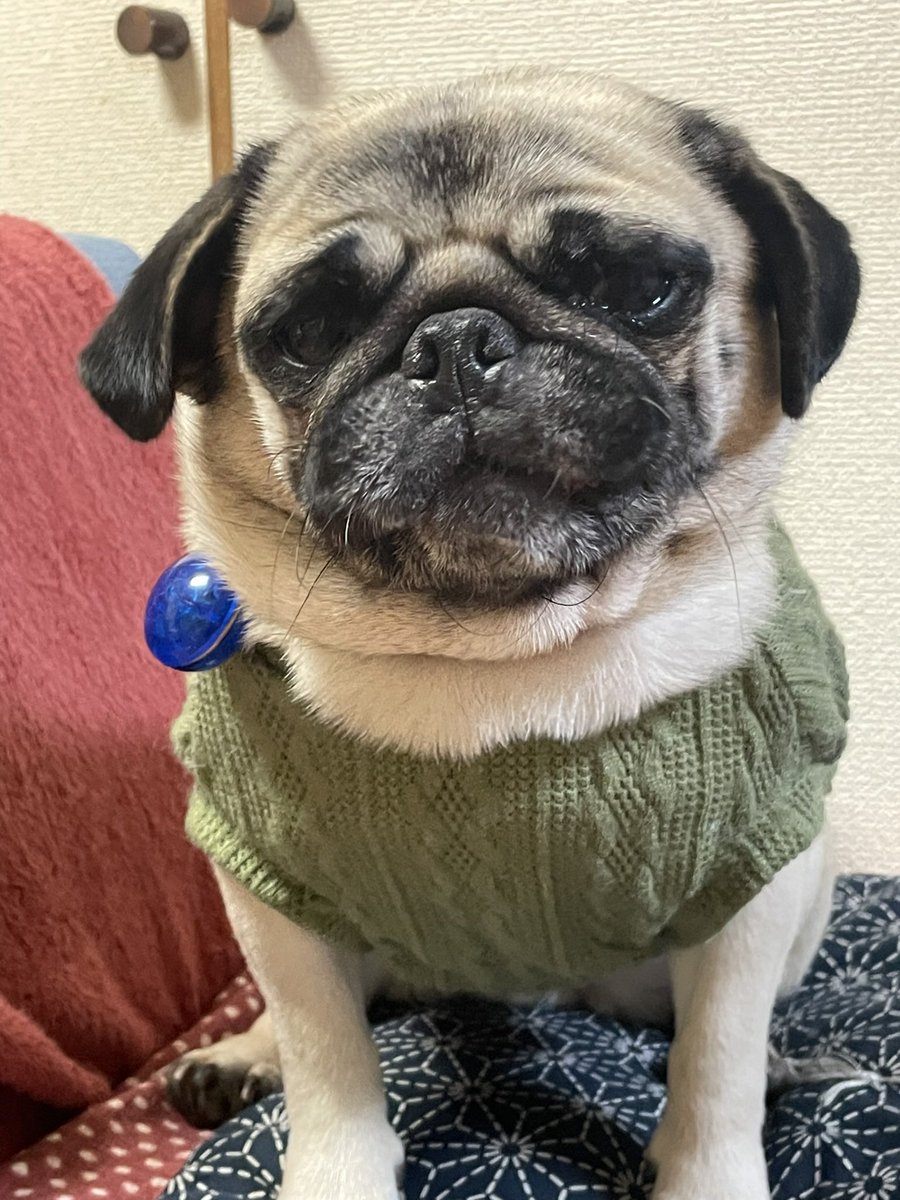 pugmog a.k.a.pokobitch tweet media