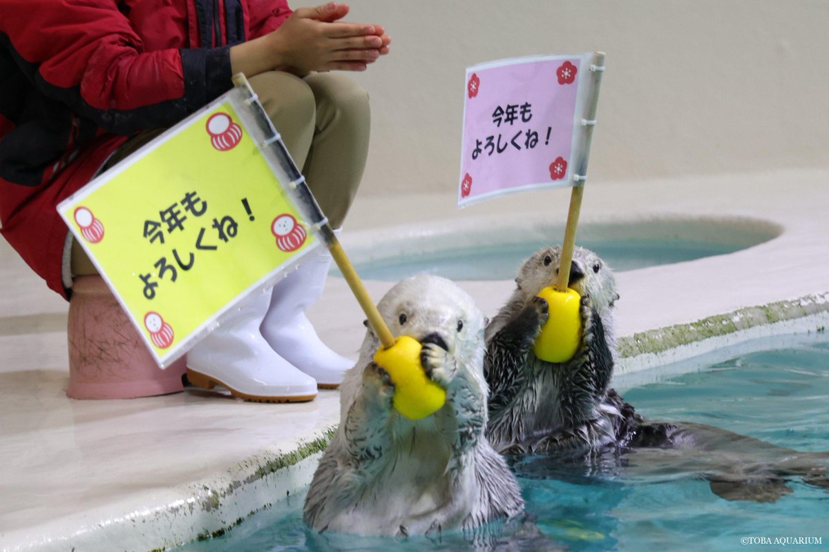 TOBA_AQUARIUM's tweet image. 2026年も元気いっぱい！: こんにちは！にしだです。みなさまあけましておめでとうございます！ 今年のお正月もラッコたちにお年玉アイスケーキをプレゼントしました～(^^)/ 右がメイちゃんのアイスケーキ、左がキラちゃんのアイスケーキです。 メイちゃん dlvr.it/TQ7Ll0