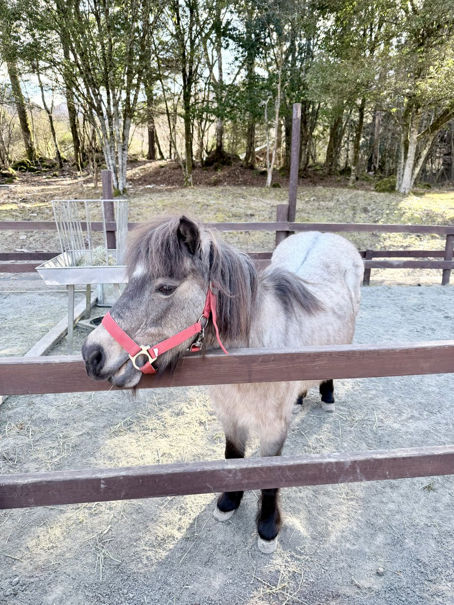 午年なので〜のミニチュアホース🐴︎💕︎
写真ではちょっと分かりにくいけど、1,2枚の子はピンクっぽい色なんだよね。そして、この子が1番強くてほとんどの餌を奪ってるwww