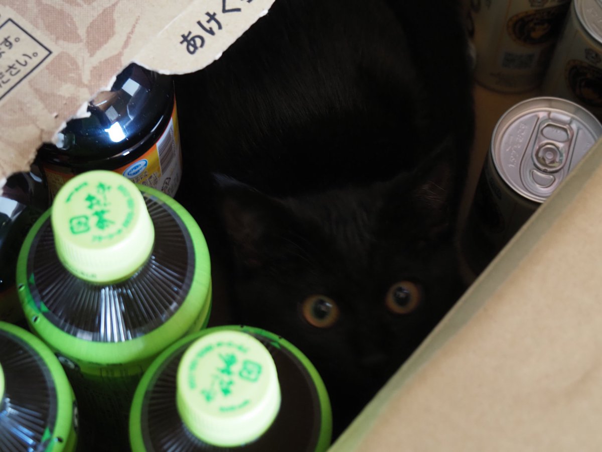 いいよん@C107(水)東7-D14b (@kinmugi1127) / Posts / X