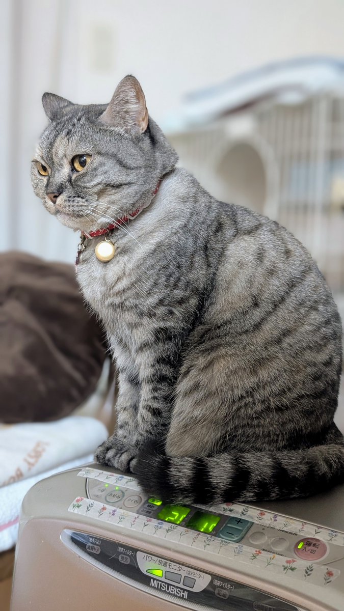 プロフ見て下さい☺︎ ねこさん⚡(ΦωΦ) (@catnap707) / Posts / X