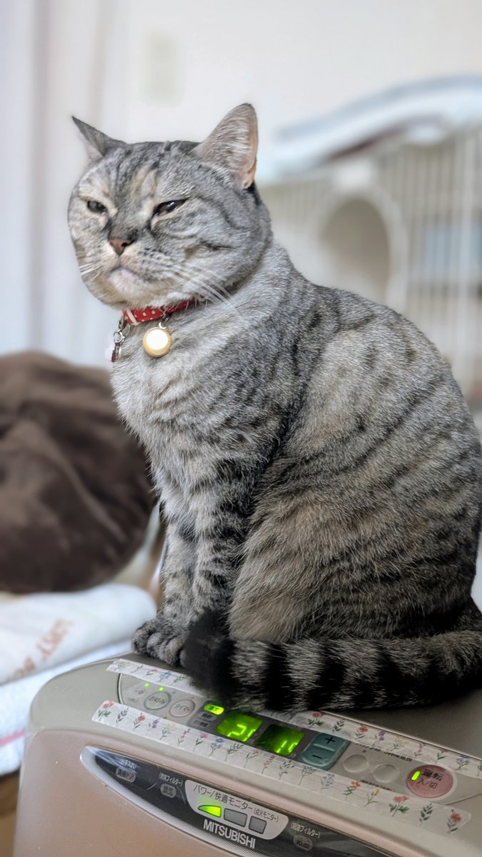 ねこさん⚡(ΦωΦ) (@catnap707) / Posts / X