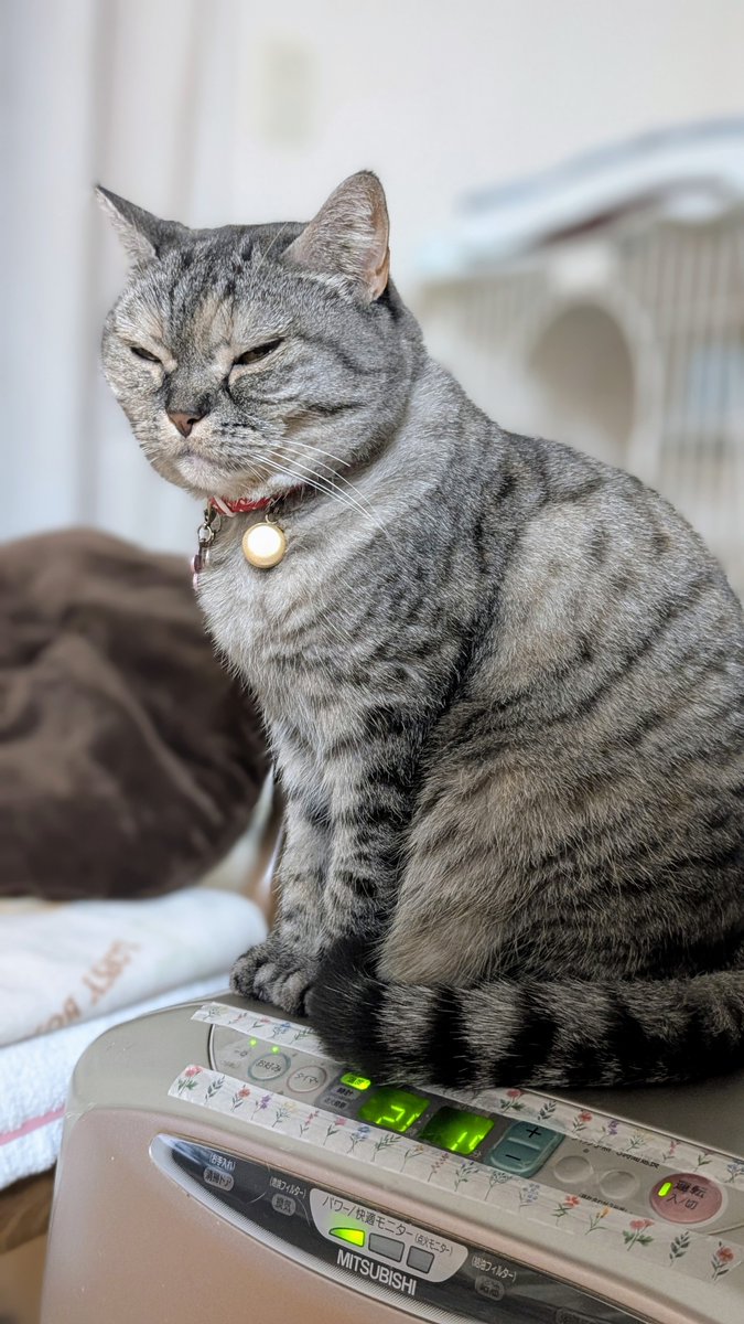 ねこさん⚡(ΦωΦ) (@catnap707) / Posts / X