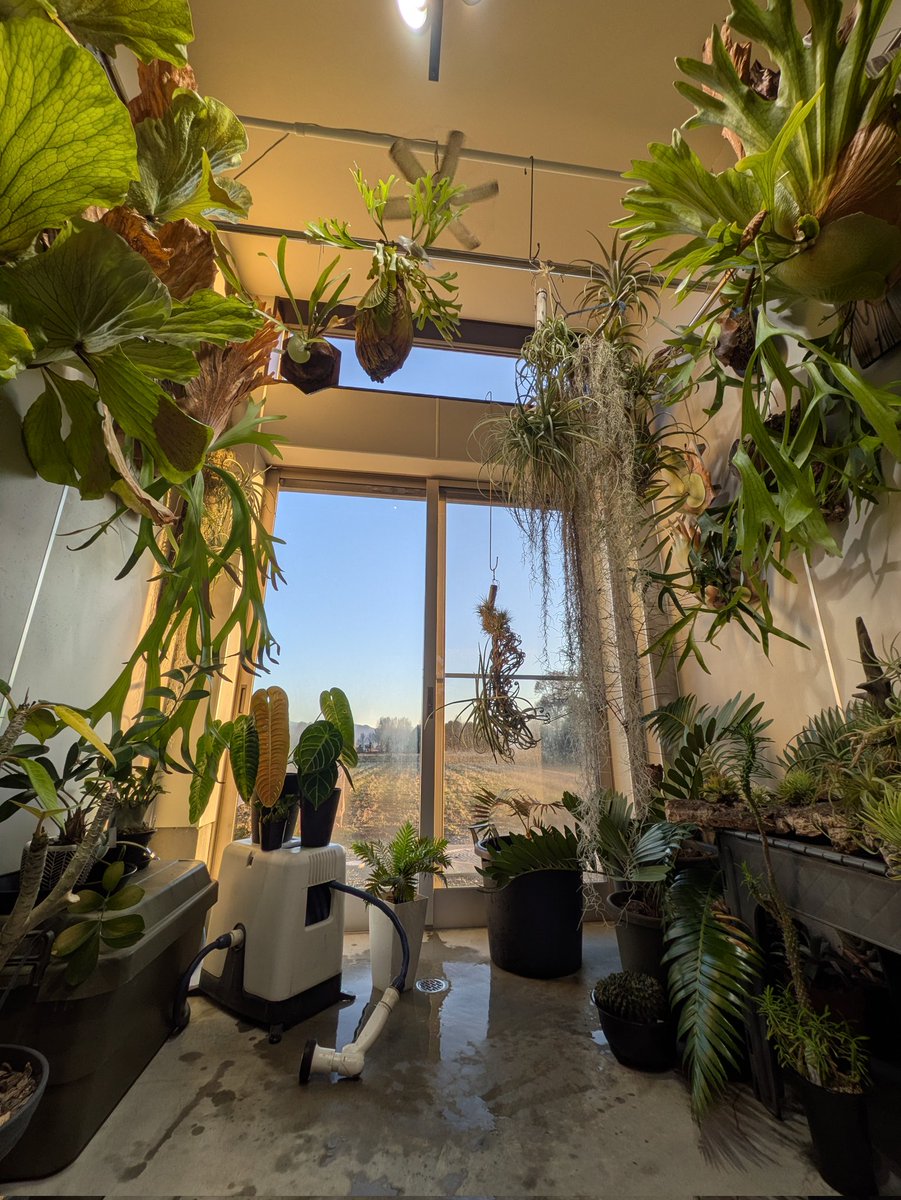 水やりしたので草初めです