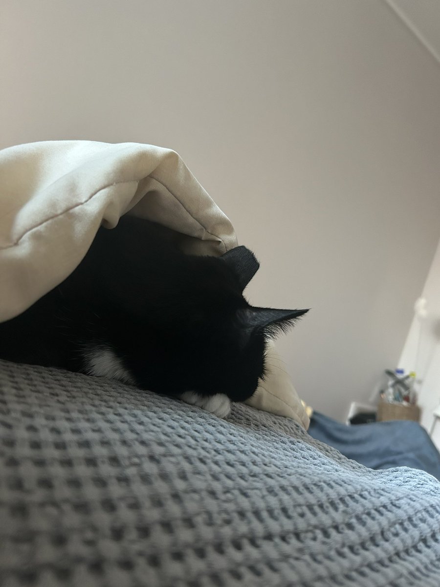 내 옆에서 이러고 있다… 울 고양이 냄새 너무 좋음 꼬순내ㅠㅜ