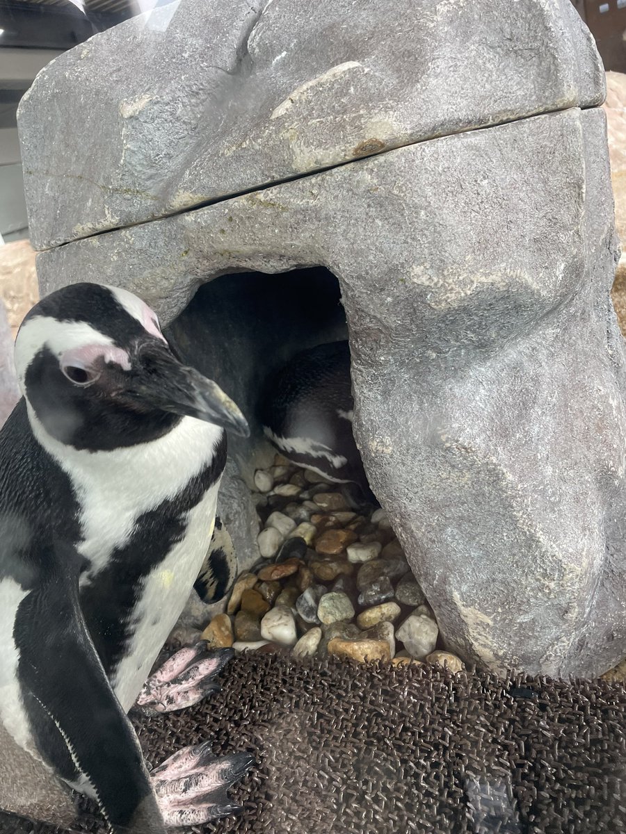 よん。さん家族と初対面〜 京都水族館初めて行った。オオ