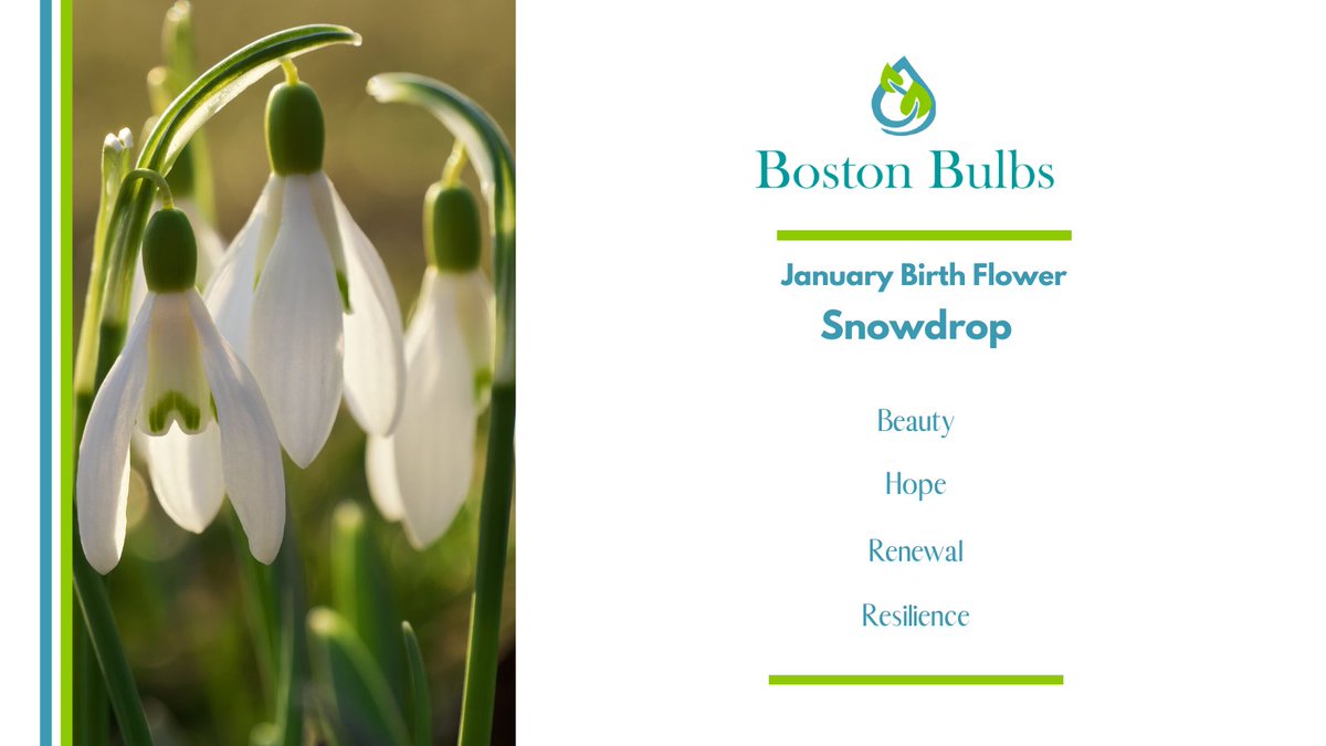 Discover Snowdrops - the 1st of 2 birth flowers for January! #snowdrops #januarybirthday #birthflower #capricornseason #aquariusseason