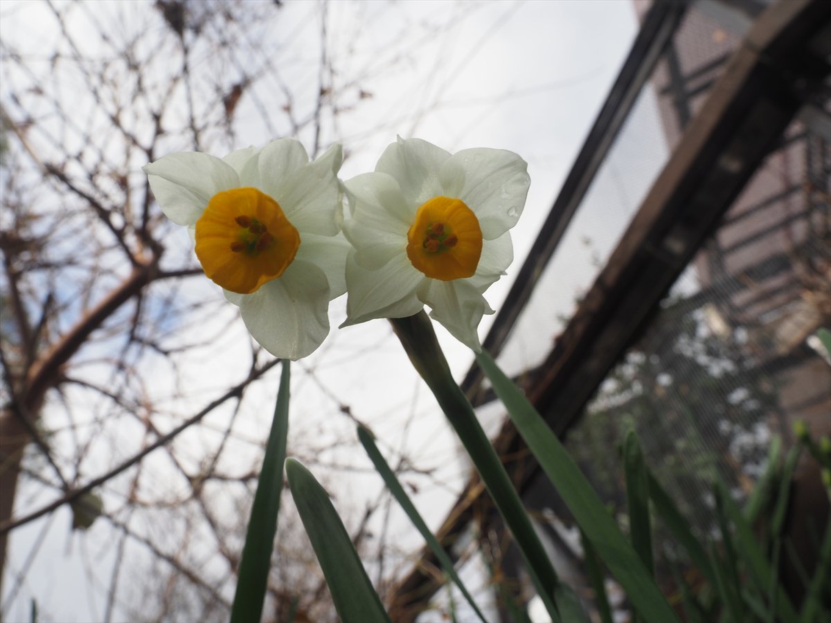 kyotoshidoubut1's tweet photo. フクロウ舎南側の水仙が咲いています。いろいろ品種がありますが、副花冠の形や大きさで見分けることができます。副花冠が黄色で短く、しわや切れ込みが入っていないのは「日本水仙」です。
#京都市動物園 #kyotocityzoo #水仙 #京都の森 #風物誌 #daffodil #kyotoforest #winterfeature https://t.co/uxexvcx0sU
