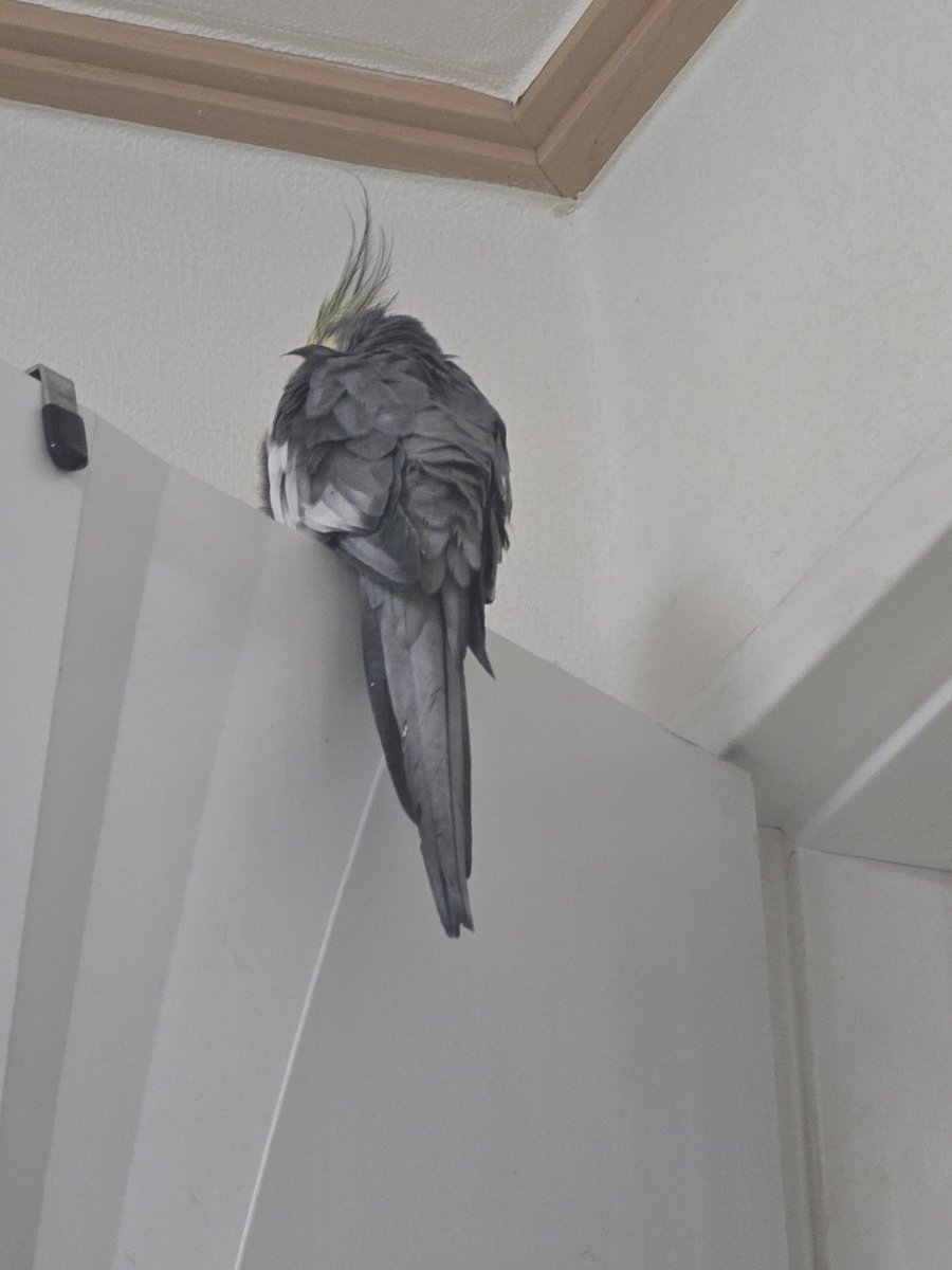 Parrot2018's tweet image. 요즘 만두 지정석
누나 옷에 똥 그만싸라