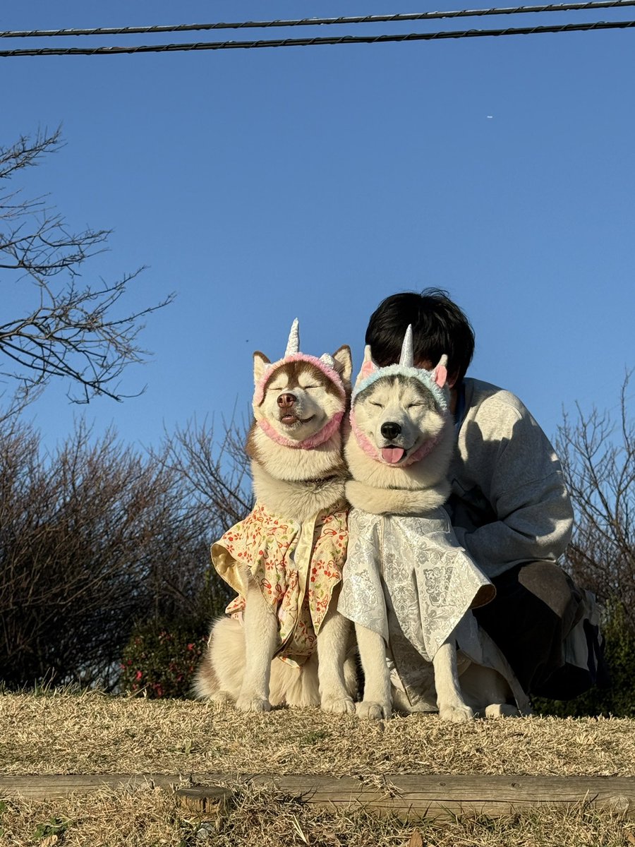 ︎✿あんず✿ハスキー (@husky_anz0516) / Posts / X