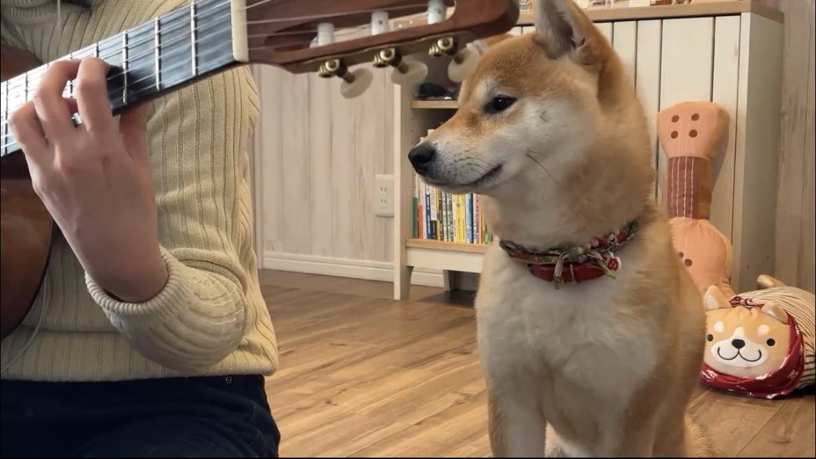 柴犬こめ1歳 (@shibainukome) / Posts and Replies / X