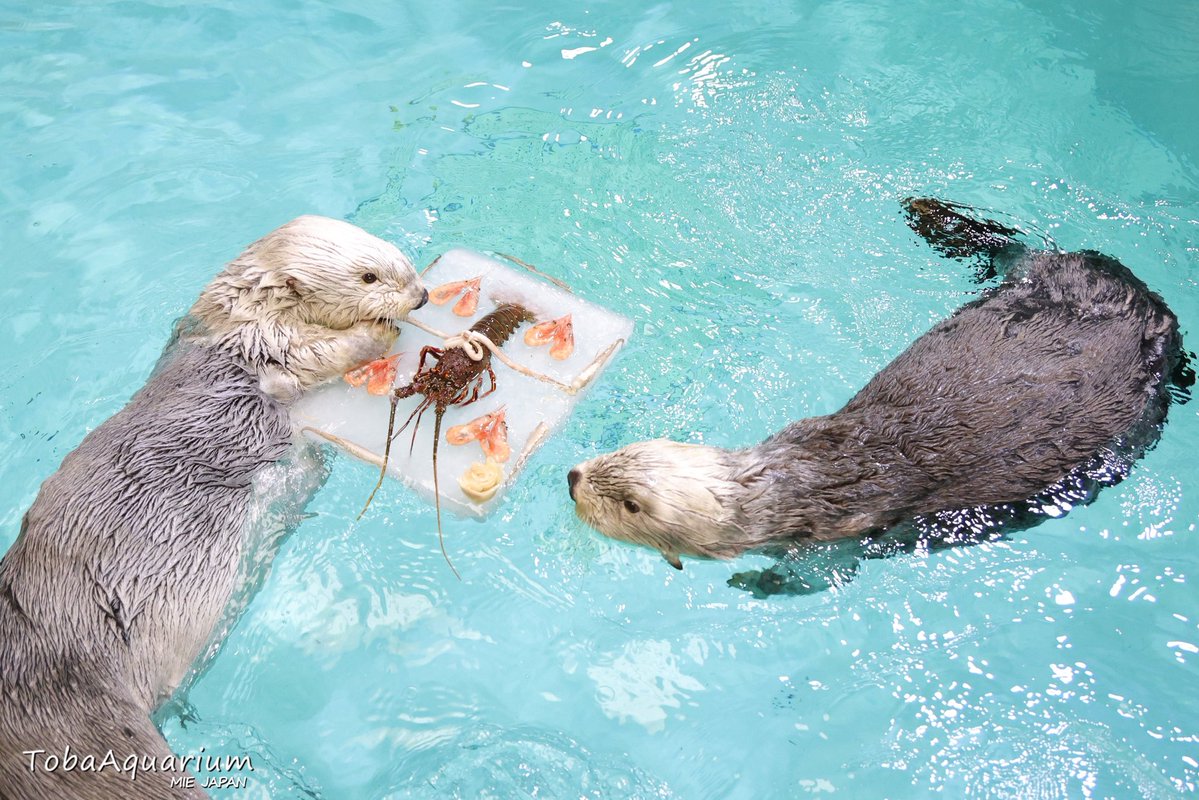 TOBA_AQUARIUM's tweet image. 1月1日〜1月3日の期間でラッコたちにプレゼントしたお年玉アイスケーキをご紹介🎂✨
大好物でできた特製のケーキを食べて良い一年になりそうです🦐🦑

#鳥羽水族館 #ラッコ