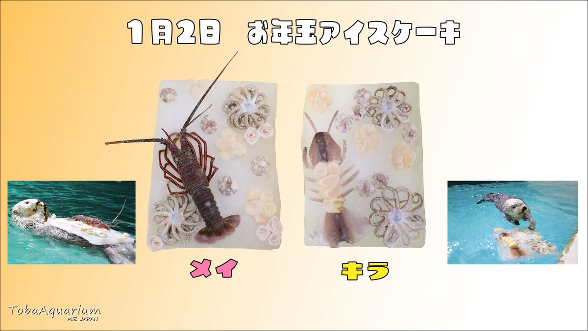 TOBA_AQUARIUM's tweet image. 1月1日〜1月3日の期間でラッコたちにプレゼントしたお年玉アイスケーキをご紹介🎂✨
大好物でできた特製のケーキを食べて良い一年になりそうです🦐🦑

#鳥羽水族館 #ラッコ