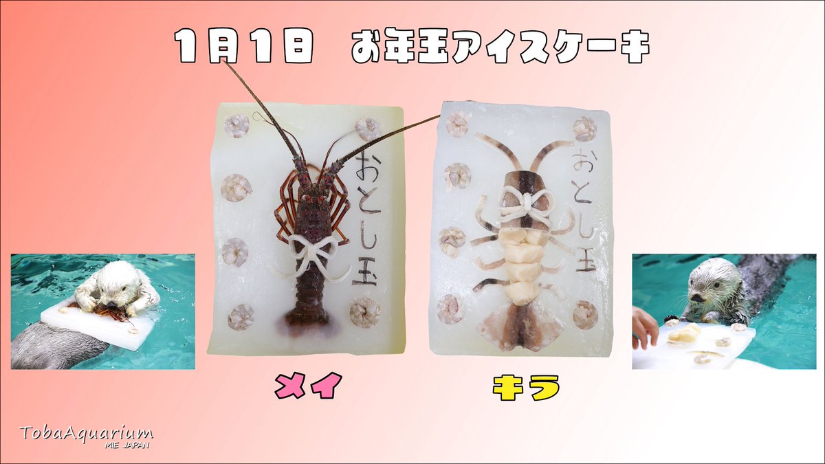 TOBA_AQUARIUM's tweet image. 1月1日〜1月3日の期間でラッコたちにプレゼントしたお年玉アイスケーキをご紹介🎂✨
大好物でできた特製のケーキを食べて良い一年になりそうです🦐🦑

#鳥羽水族館 #ラッコ