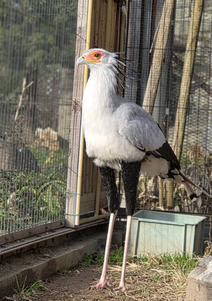 tobuzoo7's tweet image. ヘビクイワシのプロアさん

2026年もお美しい…

#東武動物公園
#ヘビクイワシ
#プロア
#ちゃづけのママ