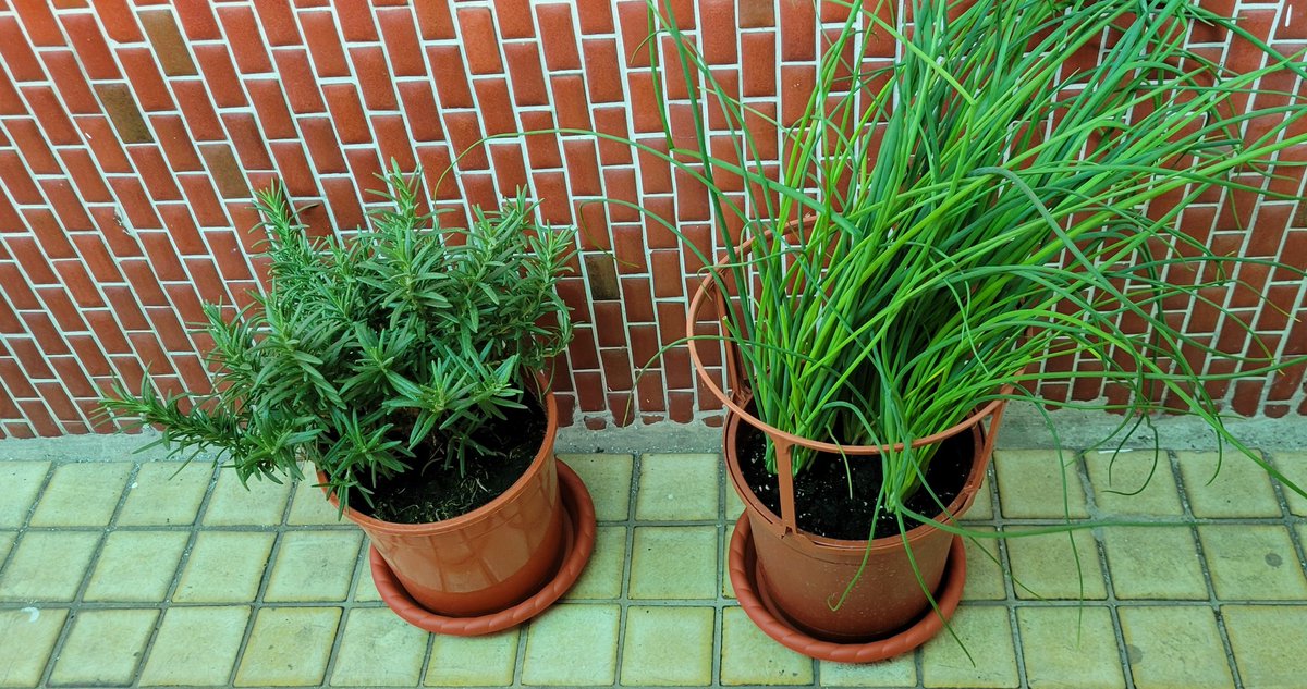 花市でトルコキキョウ、カスミソウ、ローズマリー、チャイブ買ってきた

前から生け花とガーデニングが気になってたし、ちょっとやってみようかな🌷🪴