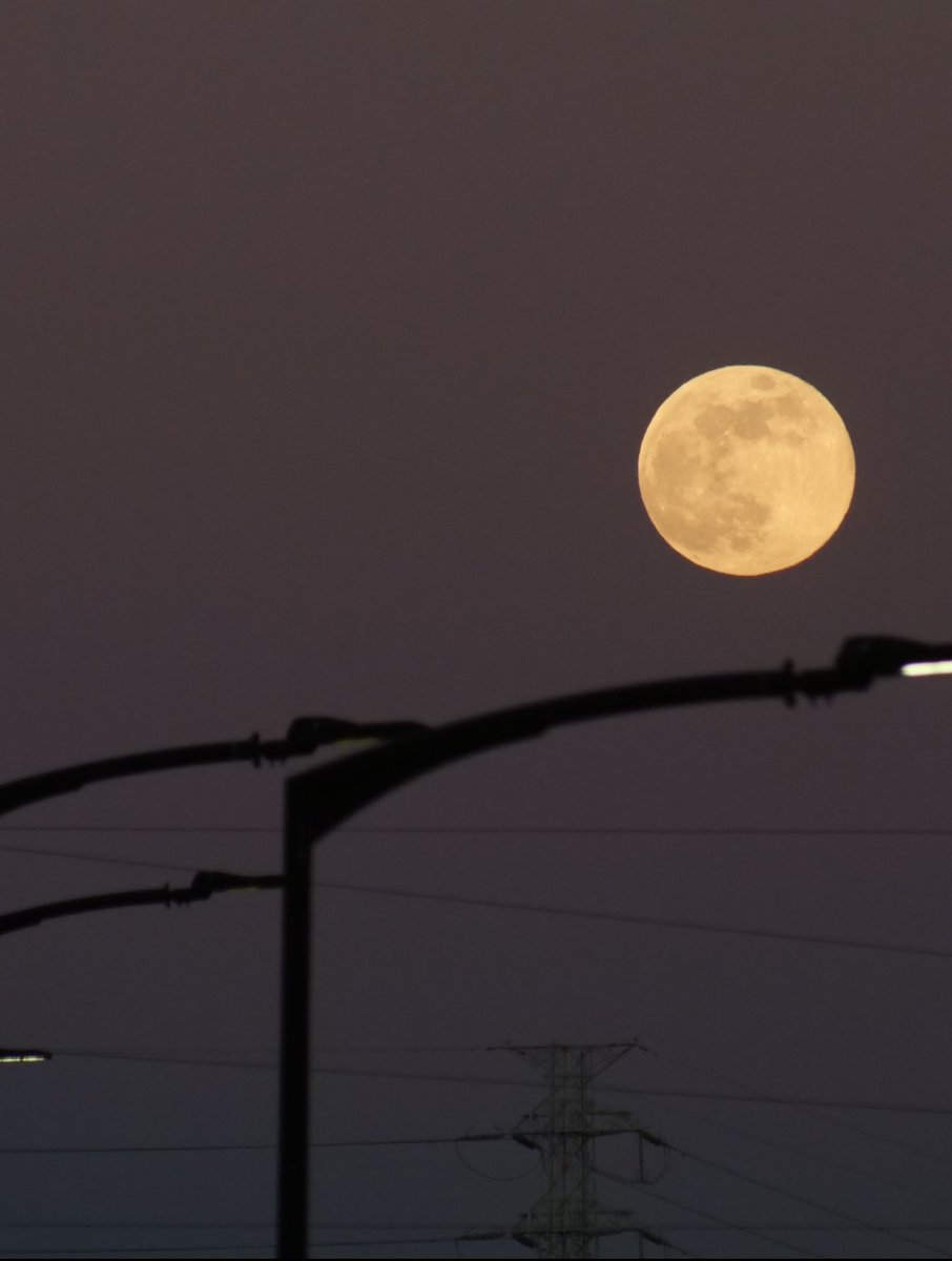 エリンギ (@elingii1980) / Posts / X