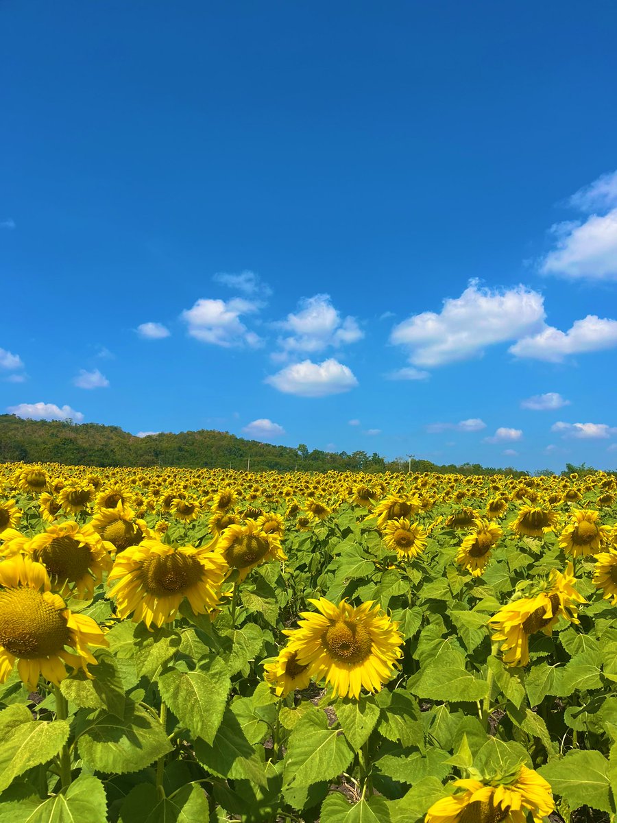 One14Some's tweet image. #ไร่มณีศร